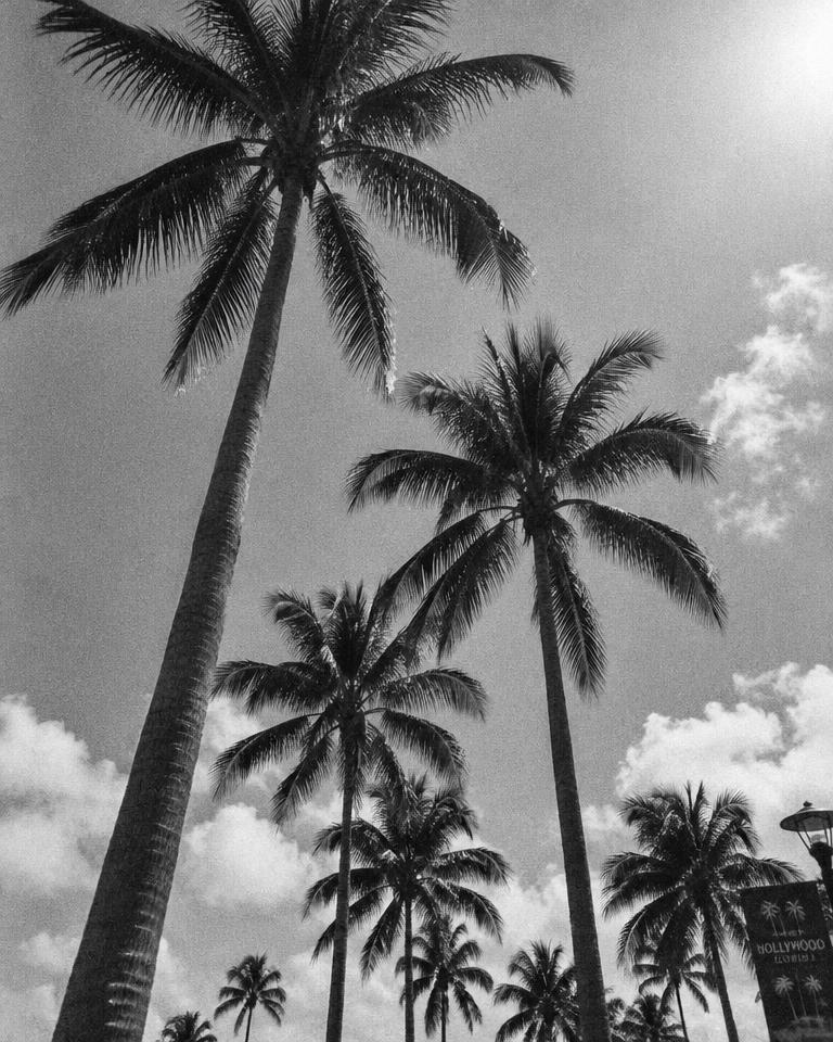 Palm trees in Hollywood, Florida
